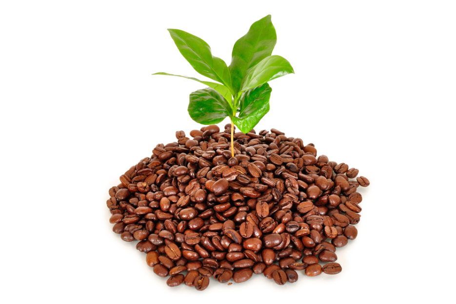 Ways to reuse Coffee beans 3 image 34
